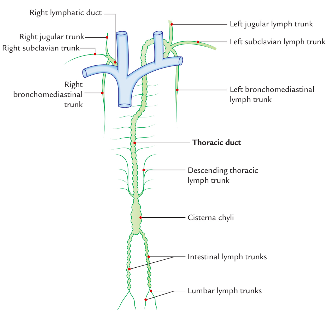 The Lymphatic Ducts Drain Into Best Drain Photos Primagemorg